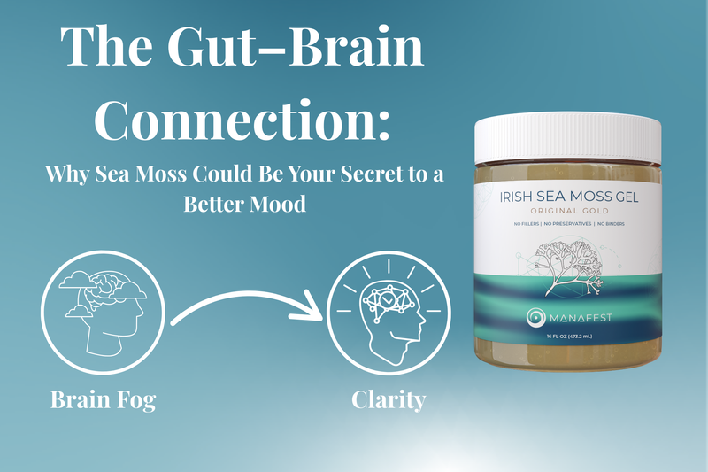 Sea Moss and the Gut–Brain Connection | Mood & Mental Clarity