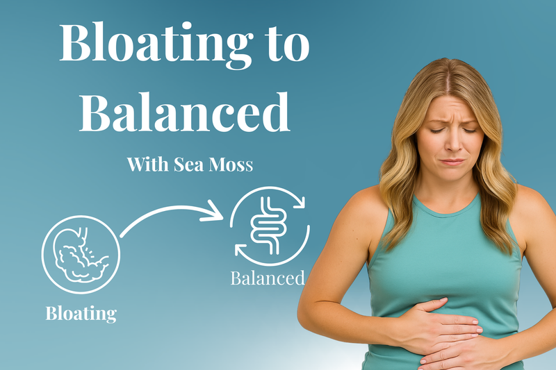 From Bloating to Balance | Sea Moss for Digestion & Gut Health Focus